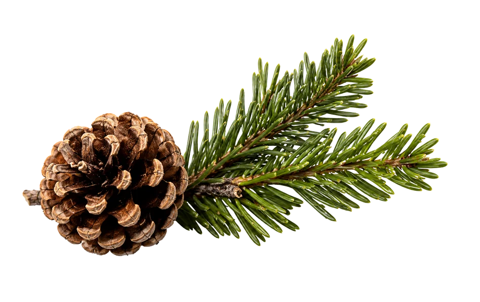Branche de sapin et pomme de pin